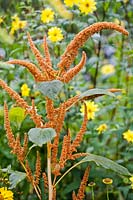 Amaranthus caudatus 'Autumn Palette'