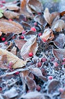 Frosted leaves and berries of Crataegus persimilis 'Prunifolia': November, Autumn.