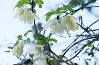 Clematis cirrhosa 'Jingle Bells' - Winter flowering clematis: December, Winter.