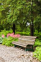 Grey wooden park bench on rock bed underneath Picea abies - Norway Spruce trees and bordered by pink Astilbe flowers, Hosta - Plaintain Lily, Pteridophyta - Fern plants in summer, Centre de la Nature public garden, Saint-Vincent-de-Paul, Laval, Quebec, Canada