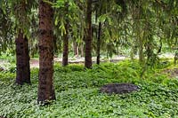 Picea abies - trees underplanted with Lamium - Deadnettle, Pteridophyta - Fern plants. Centre de la Nature public garden, Saint-Vincent-de-Paul, Laval, Quebec, Canada