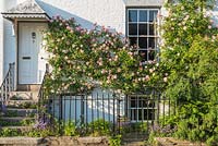 Rosa 'Albertine' trained on front of Victorian house. May.