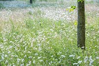 Leucanthemum vulgare - Ox-eye daisy naturalised in a wildflower meadow. June