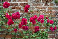 Rosa 'Paul's Scarlet Climber' trained on old garden wall. June