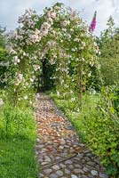 Rosa 'Adelaide d'Orleans' trained over rose arches along cobbled mosaic path. June