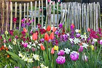 Spring border of tulips Tulipa 'Giant Orange Sunrise' and Tulip 'Blue Diamond', Narcissus 'Pipet', Cheiranthus cheirii 'Progress' and Erysimum 'Bowles's Mauve', April.