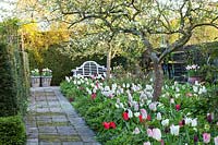 Apple trees underplanted with tulips  Tulipa 'Flaming Purissima', Tulipa 'Queen Of Night' and Daffodils, April.