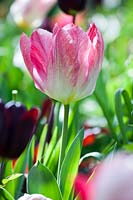 Tulipa 'Flaming Purissima', April