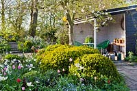 Spring garden with tulips, daffodils, forget me nots and box topiary under a magnolia tree. Thea Maldegem garden