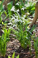 Galanthus nivalis, March.