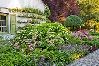 Border of Hydrangea macrophylla, Polystichum setiferum, Salvia verticillata 'Purple Rain', Rodgersia aesculifolia, Rosa 'Ballerina' and box topiary. Trained pear tree. Dina Deferme garden