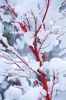 Acer palmatum 'Sango kaku' - Coral Bark Maple in snow.