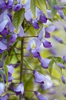 Wisteria floribunda 'Beni Fuji', synonym Wisteria floribunda 'Royal Purple', May.