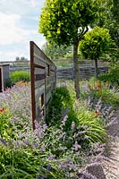 Two sided fence. Old wooden fence in the middle of Hemoracallis and nepeta, June.