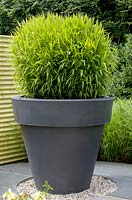 Huge grey pot with Bamboo grass, June.