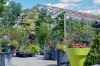 Metal and wooden pergola with a variety of plants in huge pots, June.