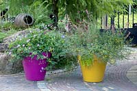Yellow and pink flower pots filled with Camanula and Astrantia, June.