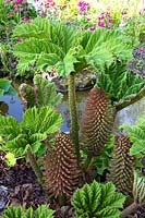 Gunnera manicata flower heads and young leaves