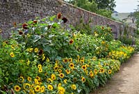 The sunflower trial border at Parham House