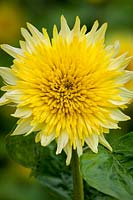 Helianthus annuus 'Starburst Lemon Aura' - Sunflower