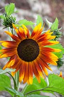 Helianthus annuus 'Ruby Sunset' - Sunflower