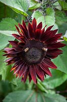 Bees on Helianthus annuus 'Black Magic' - Sunflower