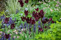 Tulipa 'Black Parrot' with Dicentra 'Stuart Boothman' and Ajuga reptans 'Catlin's Giant' in the borders at Pettifers