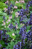 Dicentra 'Stuart Boothman' with Ajuga reptans 'Catlin's Giant' -Bugle
