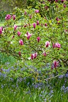 Magnolia liliiflora 'Nigra', black lily magnolia, underplanted with Spanish bluebells at Pettifers - Hyacinthoides hispanica