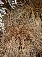Carex comans bronze-leaved - Bronze New Zealand hair sedge