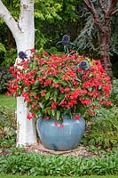 Begonia x hybrida 'Red Whopper' - Whopper series - growing in a large blue glazed pot