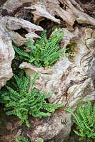 Asplenium trichomanes - Maidenhair spleenwort - planted in the stumpery at John Massey's garden