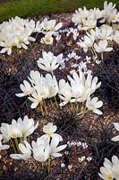 Colchicum speciosum album AGM - giant meadow saffron - and Ophiopogon planiscapus 'Nigrescens' with cyclamen hederifolium