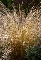 Chionochloa rubra - Red tussock grass
