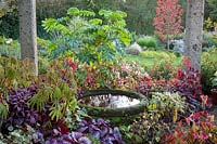 Species begonias growing under the pergola at John Massey's garden in autumn with Melianthus major. Circular stone pond and fountain.