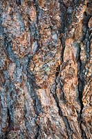 The bark of Larix decidua, European larch