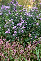 Aster novi-belgii Farncombe Lilac and Persicaria amplexicaulis var. pendula. Perennial plant association September