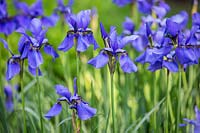 Iris Sibirica 'Persimmon'