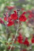 Salvia greggii 'Radio Red' - Radio Red Autumn Sage