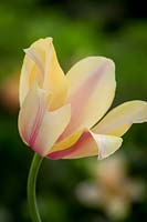 Tulipa 'Blushing Lady', May.