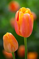 Tulipa 'Dordogne', May.