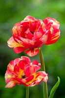 Tulipa 'Sundowner', May.