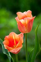 Tulipa 'Stunning Apricot', May.