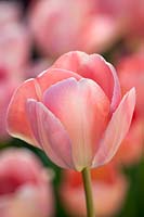 Tulipa 'Mystic van Eijk', May.