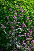 Black stem Lunaria annua 'Chedglow'- Honesty, June