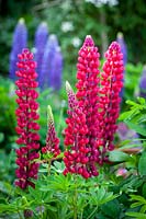 Lupinus 'The Page' Band of Nobles Series - Lupins, June.