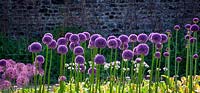 Allium 'Lucy Ball' growing in the trials bed at Parham House, June.