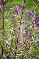 Salix purpurea 'Nancy Saunders' AGM. Willow