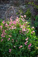 Lathyrus odoratus 'Strawberry Fields'. Sweet peas growing up  birch support in trials bed at Parham House, July