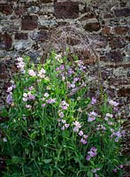Lathyrus odoratus 'Lady Nicholson'- Sweet peas growing up birch support in trials bed at Parham House, July.